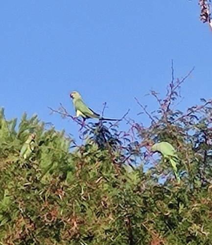 Rose-ringed Parakeet