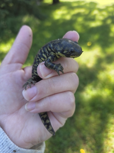 Western Tiger Salamander