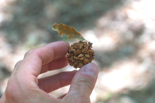 Hedgehog Gall Wasp