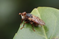 Myopa testacea