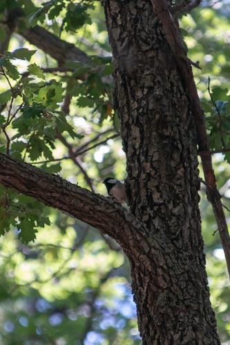 Coal Tit