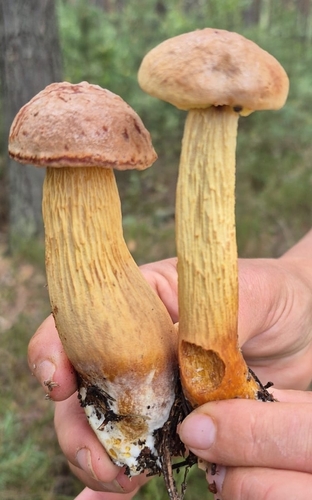 Aureoboletus projectellus