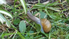 Cornu aspersum