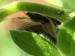 Aphididae
