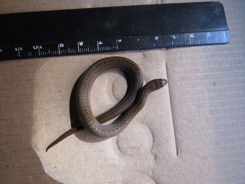 Lined Tolucan Earthsnake, Conopsis lineata