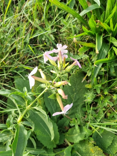 common soapwort