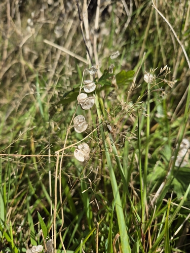 Rhinanthus minor, photograph 4