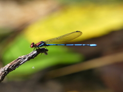 Argia oenea