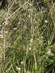 Rhinanthus minor, photograph author not stated, no rights reserved