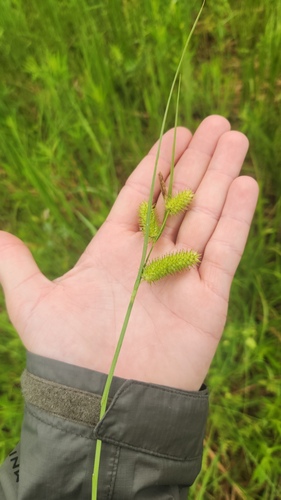 Carex hystericina