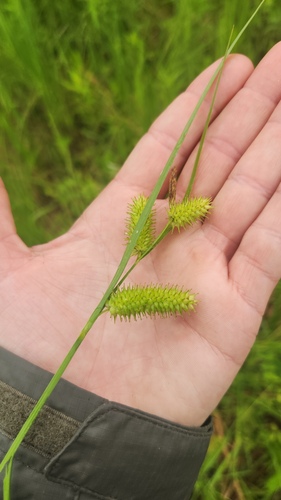 Carex hystericina, photograph 2