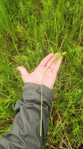 Carex hystericina, photograph 3