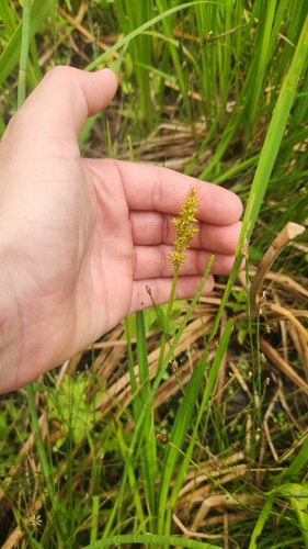 Carex stipata, photograph 4