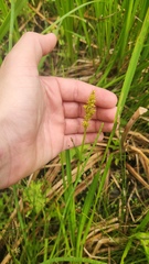 (c) Patrick Jackson, some rights reserved (CC BY) Carex stipata, photograph (c) Patrick Jackson, some rights reserved (CC BY)