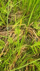 (c) Patrick Jackson, some rights reserved (CC BY) Carex stipata, photograph (c) Patrick Jackson, some rights reserved (CC BY)