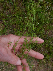 Galium obtusum