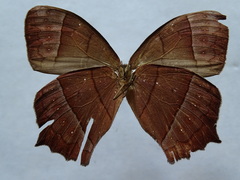 Taygetis rufomarginata