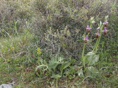 Ophrys heldreichii