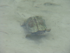 Herichthys minckleyi