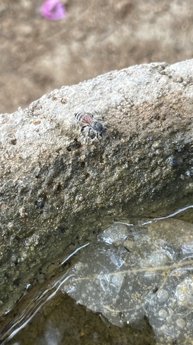 Red Dwarf Honey Bee