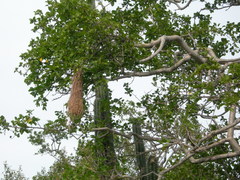 Icterus icterus