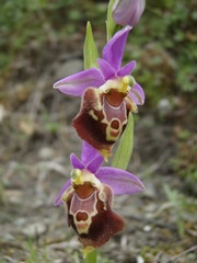 Ophrys heldreichii