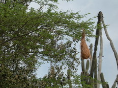 Icterus icterus