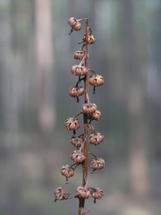 Pyrola media