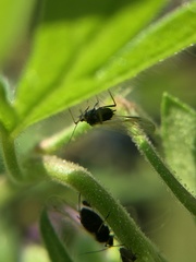 Aphididae