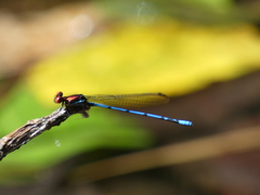 Argia oenea