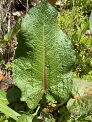 Rumex alpinus