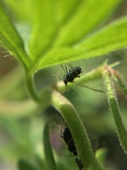 Aphididae