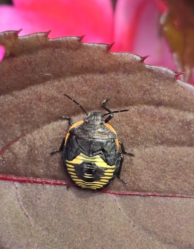Green Stink Bug