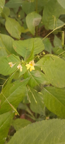 small balsam