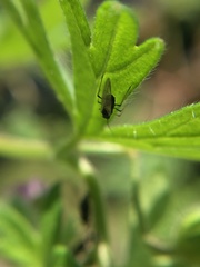 Aphididae