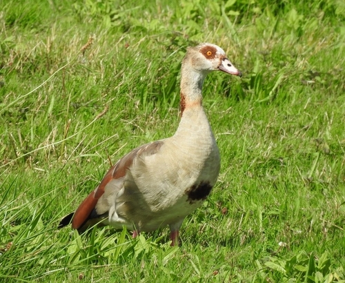 iNaturalist image