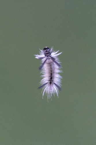 Banded Tussock Moth