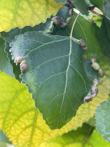 Bead-like Cottonwood Gall aphid
