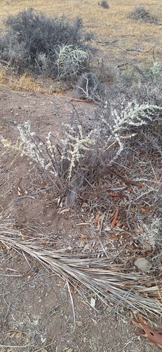 Asparagus albus