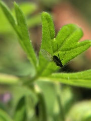 Aphididae