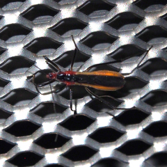 Polytoxus fuscovittatus