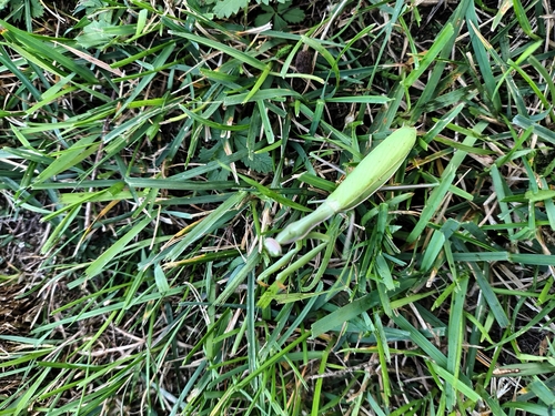 European Mantis