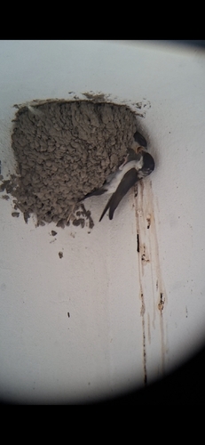 Western House Martin
