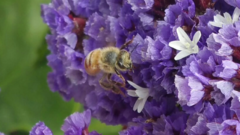 Apis mellifera