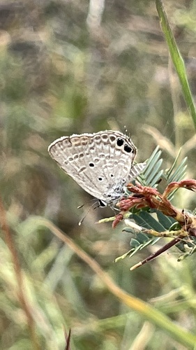 Small Cupid