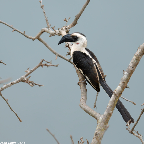 Von der Decken's Hornbill