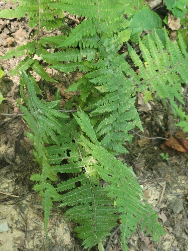 Deparia acrostichoides, photograph 2