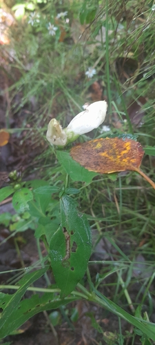 white turtlehead