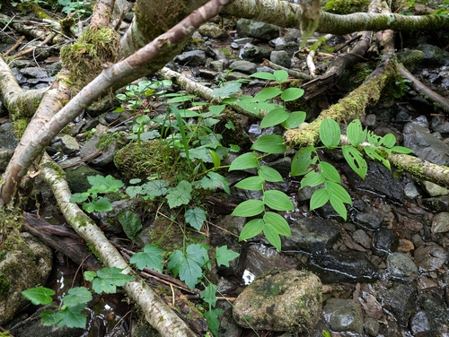 Streptopus amplexifolius, photograph 5