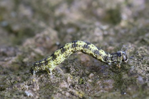 Spring Usher Moth, 9527 Bronneger, Nederland, photo 5 of 10